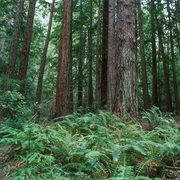 Butano State Park, California