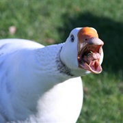 Angry Goose