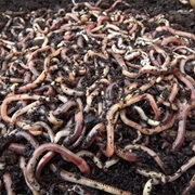 Worms