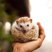 Have a Pet Hedgehog