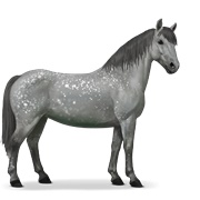 Chincoteague Pony - Dapple Gray