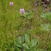 Hoary Plantain (Plantago Media)