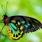 Cairn's Birdwing Butterfly