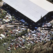 Jonestown Massacre, Guyana - 1978