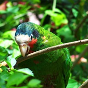 Cuban Parrot (Cayman Islands)