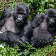 Watching Gorillas in Uganda