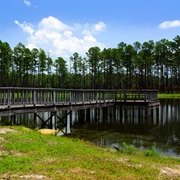 Conecuh National Forest