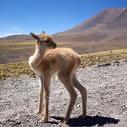 Vicuna