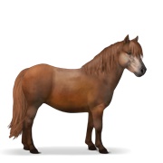 Shetland - Chestnut