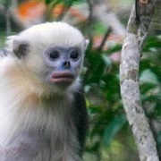 Tonkin Snub-Nosed Monkey