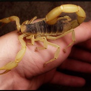 Treat a Scorpion Sting