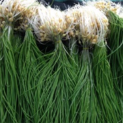 Korean Wild Chive (Allium Monanthum)