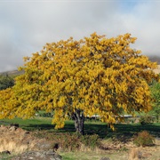 Honey Locust