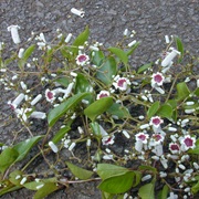 Skunkvine (Paederia Foetida)