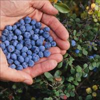 Fresh-Picked Blueberries