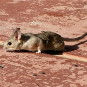 Nelson's Woodrat