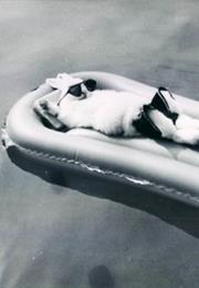 The Geisha Boy - Henry the Rabbit