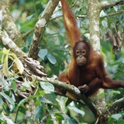 Jungles of Borneo