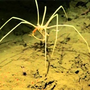 Sea Spider