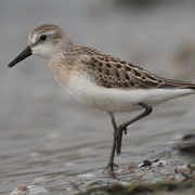 Sandpiper