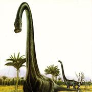 Barosaurus