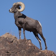 Desert (Nelson) Bighorn Sheep