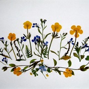 Press Flowers