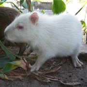 Capybara