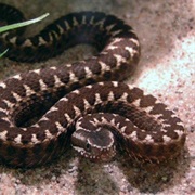 Alcatrazes Lancehead