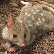 Eastern Quoll