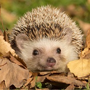 Build a Pile of Leaves as Hedgehoc-Home