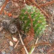 Bunya Pine (Araucaria Bidwillii)