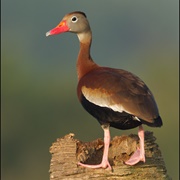 Black-Bellied Whistling-Duck (Dendrocygna Autumnalis)