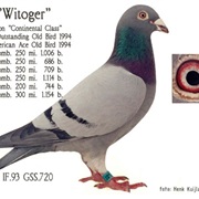 Pigeon Racing