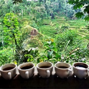 Visit Coffee Plantation