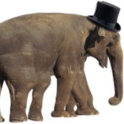 Elephant Hat