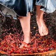 Go Grape Stomping