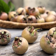 Medlar (Mespilus Germanica)