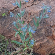 Camel Bush (Trichodesma Zeylanicum)