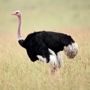 Common Ostrich