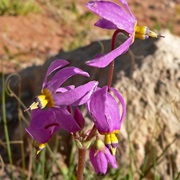 Pretty Shooting Star (Dodecatheon Pulchellum)