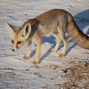 Rüppell's Fox