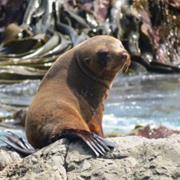 Wharekauhau, North Island