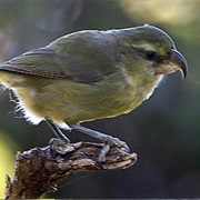 Maui Parrotbill