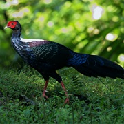 Swinhoe's Pheasant