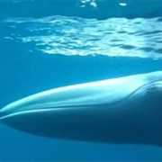 Omura&#39;s Whale