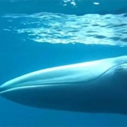 Omura's Whale