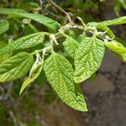 Netleaf Hackberry (Celtis Reticulata)