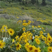 Arrowleaf Balsamroot (Balsamorhiza Sagittata)