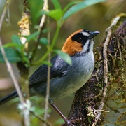 Black-Spectacled Brush Finch